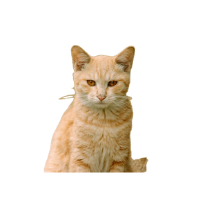Close Up Of A Ginger Cat Sitting Outdoors, Surrounded By Grass, Exuding A Calm And Curious Demeanor. 15828 - Cat PNG image with transparent background